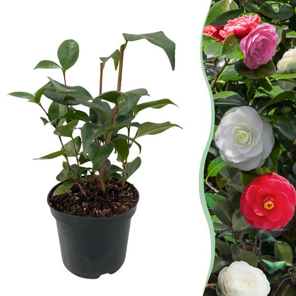 Green boutiQ - Heesters - Camelia japonica Tricolour - Bloem Roze, Wit i Rood - 1 Plant - Groenblijvend - Kruka 15cm Hoogte 30cm