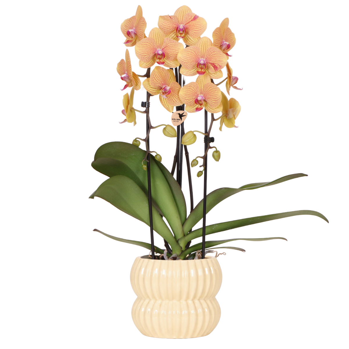 Orchidée Phalaenopsis orange et rose Niagara Fall Sunny Bunny avec cache-pot Horizon jaune