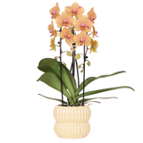 Orchidée Phalaenopsis orange et rose Niagara Fall Sunny Bunny avec cache-pot Horizon jaune
