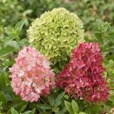 Green boutiQ - Trädgårdsväxt - Hydrangea panniculata Groundbreaker Blush - Greeny - Ruby - Pyramidhortensia - Kompakt - Rosa-Grön-Röd - 3 Växter - Kruka 14cm - Höjd 20-25cm