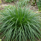 Laîche du Japon Evergreen - Carex oshimensis - H 15-25 cm, pot Ø11 cm - photo 5