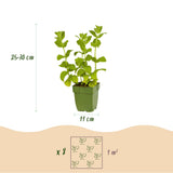 Green boutiQ - Borderpakket - Thee kruiden - 8 Vaste växtn - 1 m2 - Diversen kleuren - Weinig Onderhoud - Kruka 11cm