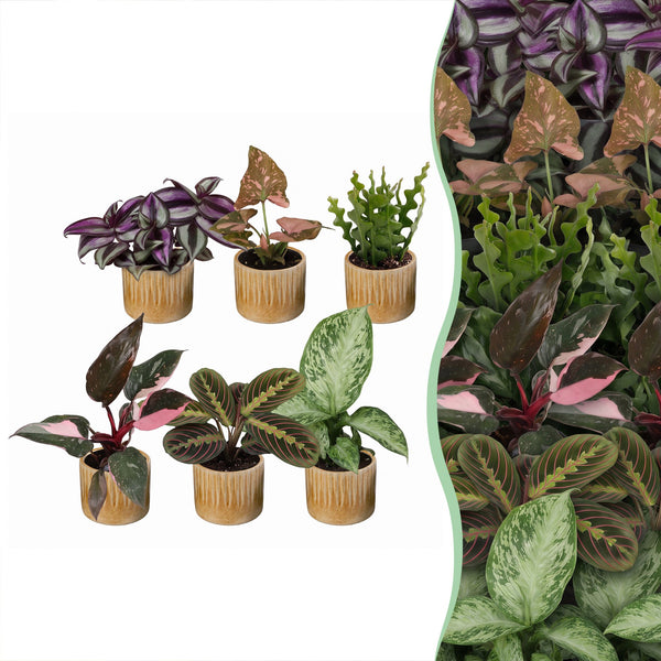 Baby plantes surprise avec cache-pots Linnea miel - lot de 3 à 12 mini plantes - pot Ø6 cm - photo 8