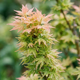 Érable du Japon Koto Hime - H 90 cm, pot Ø26 cm