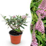 Green boutiQ - Tuinplant - Buddleja davidii Butterfly Candy Little Pink - Vlinderstruik - Compact - Roze - 1 Plant - Kruka 12cm - Hoogte 20-25cm