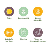 Green boutiQ - Bloembollen - Eranthis Cilicica - Kleur Geel - 25 stuks - Bolmaat 4/5 - XXL Pack