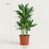 Green boutiQ - Kamerplant - Drakenbloedboom Janet Craig - Dracaena Janet Craig - Groen - Weinig onderhoud - 1 Plant - Kruka 21cm - Hoogte 90 - 100cm