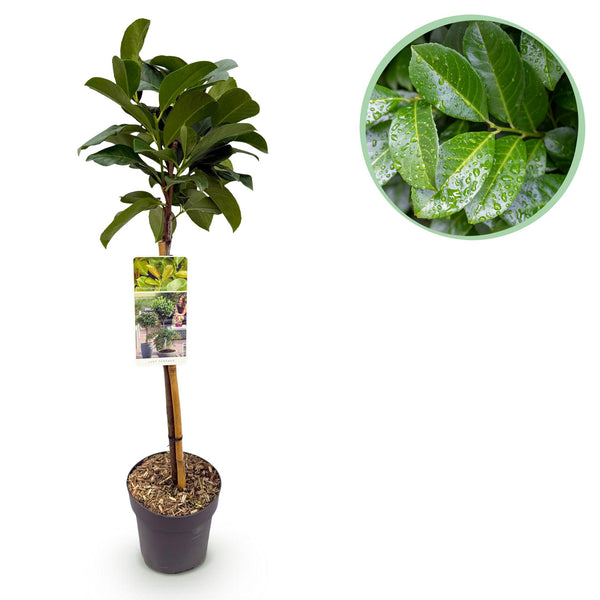 Green boutiQ - Tuinplant - Prunus lauroverasus Etna® - Plant op stam - Terras Plant - Bladhoudend - Weinig Onderhoud - Kruka 19cm Hoogte 90cm