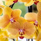 Orchidée Phalaenopsis orange et rose Niagara Fall Sunny Bunny avec cache-pot Horizon jaune