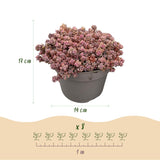 Green boutiQ - Bodembedekker - Winterhard - Alpine Mix - 8 Växtn - Diversen Kleuren  - Weinig Onderhoud - Kruka 14 Hoogte 17