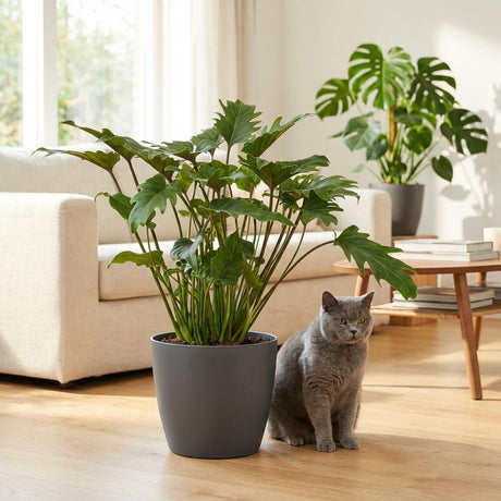 Green boutiQ - Kamerplant - Philodendron - Philodendron Xanadu - Groen - Weinig onderhoud - 1 Plant - Kruka 19cm - Hoogte 60cm