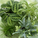 Green boutiQ - Kamerplant - Chlorophytum - Cyperus - Phlebodium - Marantha - Mix van 4 - Huisdiervriendelijke Växtn - Groen - 4 Växtn - met Mand - Kruka 12cm - Hoogte 25cm