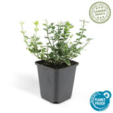 Fusain Emerald Gaiety en godet - Euonymus fortunei - H 10-25 cm, pot Ø9 cm - photo 4