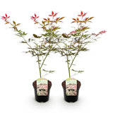 Green boutiQ - Terrasplant - Japanse Esdoorn - Acer palmatum Sumi-nagashi - Rood - 2 Växtn - Bladverliezend - Kruka 19cm Hoogte 70cm