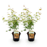 Green boutiQ - Terrasplant - Japanse Esdoorn - Acer palmatum Katsura - Oranje - 2 Växtn - Bladverliezend - Kruka 19cm Hoogte 70cm