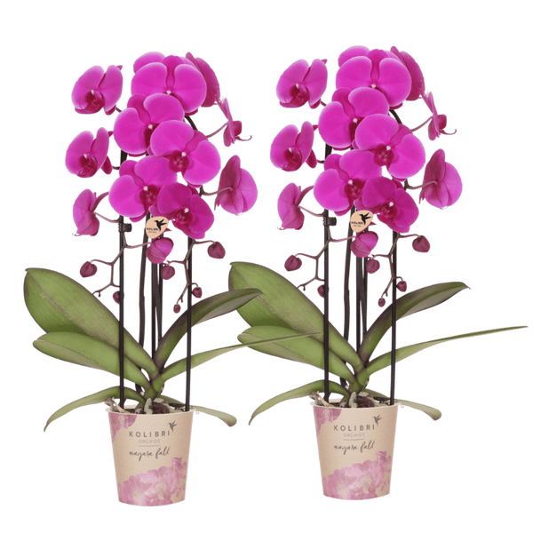 Orchidées Phalaenopsis violettes Niagara Fall Free Ride - lot de 2 - pot Ø12 cm