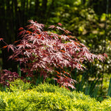 Green boutiQ - Terrasplant - Japanse Esdoorn - Acer palmatum Atropurpureum - Paars - 2 Växtn - Bladverliezend - Kruka 19cm Hoogte 70cm