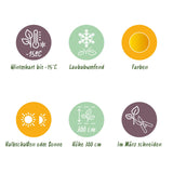 Green boutiQ - Terrasplant - Japanse Esdoorn - Acer palmatum Summergold - Geel - 2 Växtn - Bladverliezend - Kruka 19cm Hoogte 70cm