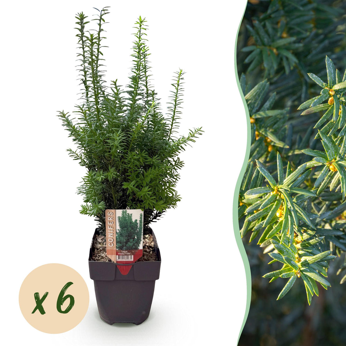 Green boutiQ - Haagväxtn - Taxus media Hilii - blad groen - 6 växtn - 1 strekkende meter - groenblijvend - kruka 17cm hoogte 60cm
