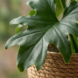 Green boutiQ - Kamerplant - Philodendron - Philodendron Lickety split - Groen - Weinig onderhoud - 1 Plant - met Mand - Kruka 19cm - Hoogte 70cm
