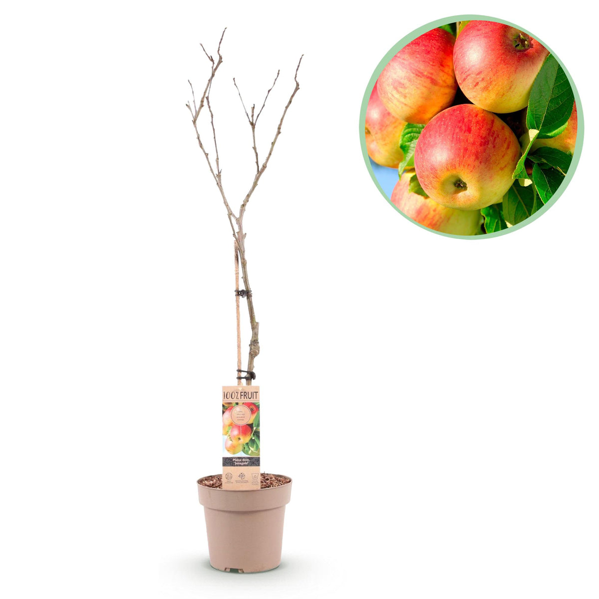 Green boutiQ - Fruitplant - Appelboom - Malus domestica Jonagold - Geel groene Appel - Kruka 21cm Hoogte 90cm