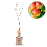 Green boutiQ - Fruitplant - Appelboom - Malus domestica Jonagold - Geel groene Appel - Kruka 21cm Hoogte 90cm
