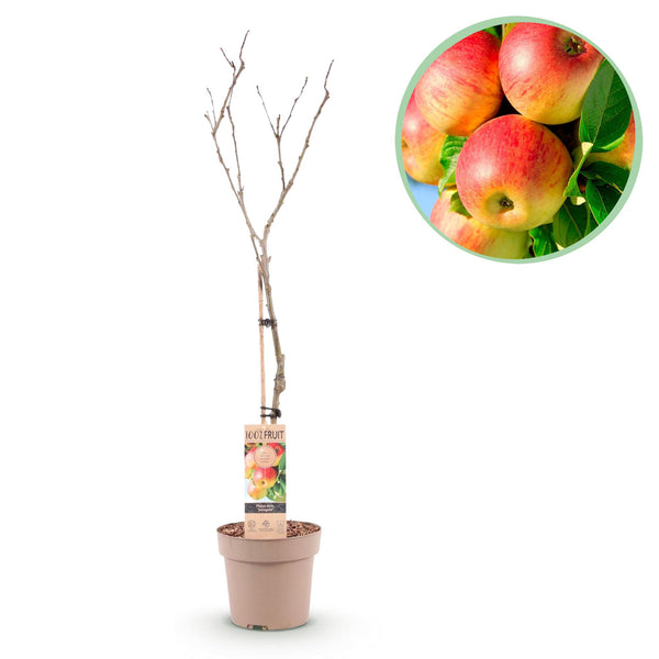 Green boutiQ - Fruitplant - Appelboom - Malus domestica Jonagold - Geel groene Appel - Kruka 21cm Hoogte 90cm
