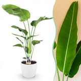 Green BoutiQ - Kamerväxtn - Strelitzia Nicolai - Paradijsvogelbloem - Weinig onderhoud - Groen - 1 Plant - met Potter Wit - Kruka 21cm - Hoogte 110-120cm