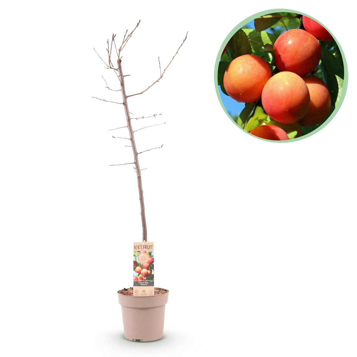 Green boutiQ - Fruitplant - Pruimen boom - Prunus domestica Victoria - Rode Pruim - Kruka 21cm Hoogte 90cm