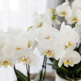 Orchidée Phalaenopsis blanche Mineral Amabilis et succulente - coffret Diamond Pearl sable