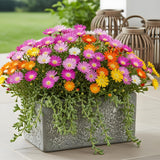 Green boutiQ - Bodembedekker - Winterhard - Delosperma Jewel of Dessert - 8 Växtn - Kleuren Rood - Oranje - Paars - Roze - Weinig Onderhoud - Kruka 14 Hoogte 17