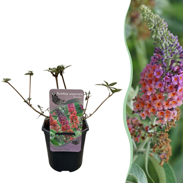 Green boutiQ - Vlinderstruik - Buddleja davidii Flower Power - Bloem Oranje Paars - 1 Plant - Bladverliezend - Vlinderlokkend -  Kruka 17cm Hoogte 30cm