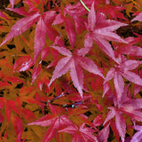 Green boutiQ - Terrasplant - Japanse Esdoorn - Acer palmatum Pink Dwarf - Roze - 1 Plant - Bladverliezend - Kruka 19cm Hoogte 70cm