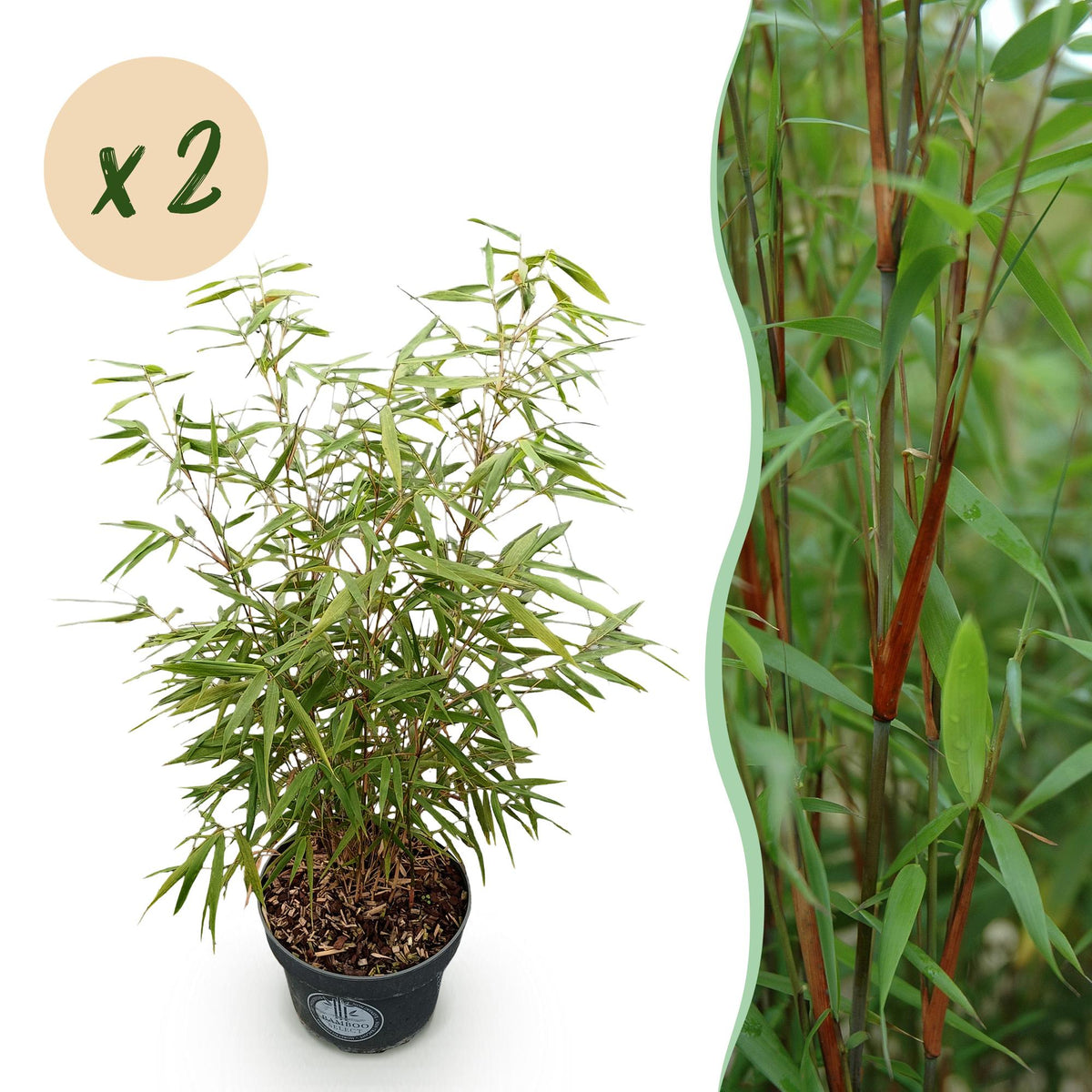 Green boutiQ - Grassen - Fargesia scabrida Asian Wonder - Niet Woekerende Bamboe - Bladhoudend - Groen - 2 Växtn - Kruka 23 cm - Hoogte 80 cm