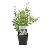 Green boutiQ - Heesters -  Deutzia Gracilis - Bloem Wit - 1 Plant - Bladverliezend - Weinig Onderhoud - Kruka 17cm Hoogte 45cm