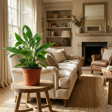 Green boutiQ - Kamerplant - Lepelplant - Spathiphyllum - Wit - Weinig onderhoud - 1 Plant - Kruka 19cm - Hoogte 70 - 80cm