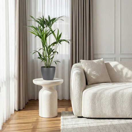 Green boutiQ - Kamerplant - Howea Forsteriana - Kentia Palm - Weinig Onderhoud - Groen - 1 Plant - met Mand - Kruka 19cm - Hoogte 80-85cm