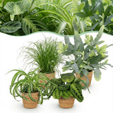 Green boutiQ - Kamerplant - Chlorophytum - Cyperus - Phlebodium - Marantha - Mix van 4 - Huisdiervriendelijke Växtn - Groen - 4 Växtn - met Mand - Kruka 12cm - Hoogte 25cm