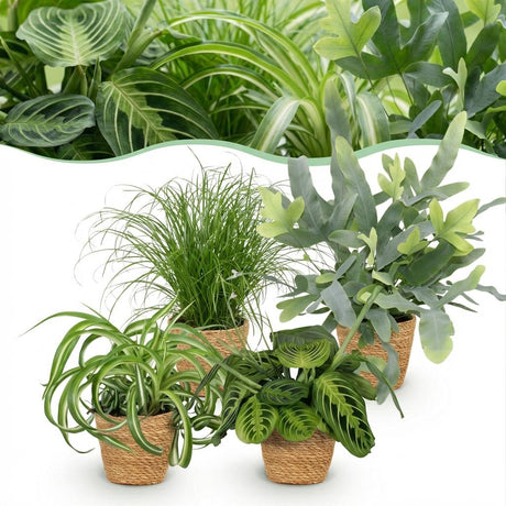 Green boutiQ - Kamerplant - Chlorophytum - Cyperus - Phlebodium - Marantha - Mix van 4 - Huisdiervriendelijke Växtn - Groen - 4 Växtn - met Mand - Kruka 12cm - Hoogte 25cm