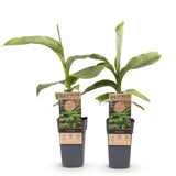 Green boutiQ - Fruitplant - Japanse vezelbanaan - Musa Basjoo - Winterhard - 2 växtn - Kruka 15cm Hoogte 50cm