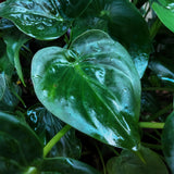 Green BoutiQ - Kamerväxtn - Alocasia Cucullata - Boeddha,s hand - Weinig onderhoud - Groen - 1 Plant - met Potter Grijs - Kruka 21cm - Hoogte 65-70cm
