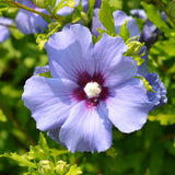 Green boutiQ - Trädgårdsväxt - Hibiscus syriacus Oiseau Blue - Trädgårds Hibiskus - Winterhård - Blå - 3 Växter - Kruka 17cm - Höjd 45cm