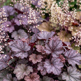 Heuchère Palace Purple - H 15-25 cm, pot Ø11 cm