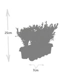 1x 6 pack Ilex crenata 'Jenny' - 6 x Ø7 cm - ↕15 cm