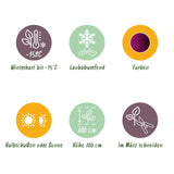 Green boutiQ - Terrasplant - Japanse Esdoorn - Acer palmatum Trompenburg -Donker Paars - 2 Växtn - Bladverliezend - Kruka 19cm Hoogte 70cm