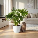 Green boutiQ - Kamerplant - Philodendron - Philodendron Lickety split - Groen - Weinig onderhoud - 1 Plant - met Potter Wit - Kruka 19cm - Hoogte 70cm