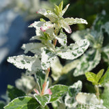 Green boutiQ - Tuinplant - Euonymus fortunei Harlequin - Plant op stam - Terras Plant - Bladhoudend - Weinig Onderhoud - Kruka 19cm Hoogte 90cm