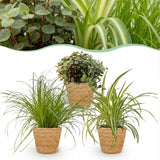 Green boutiQ - Kamerplant - Cyperus - Calissia - Chlorophytum - Mix van 3 - Huisdiervriendelijke Växtn - Groen - 3 Växtn - met Mand - Kruka 12cm - Hoogte 20cm