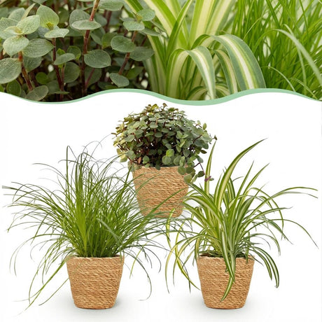 Green boutiQ - Kamerplant - Cyperus - Calissia - Chlorophytum - Mix van 3 - Huisdiervriendelijke Växtn - Groen - 3 Växtn - met Mand - Kruka 12cm - Hoogte 20cm