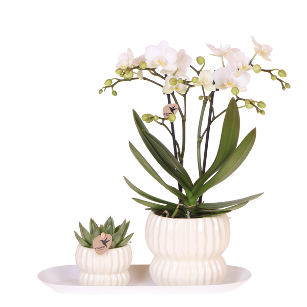 Orchidée Phalaenopsis blanche Blossom Zurich et succulente - coffret Horizon blanc